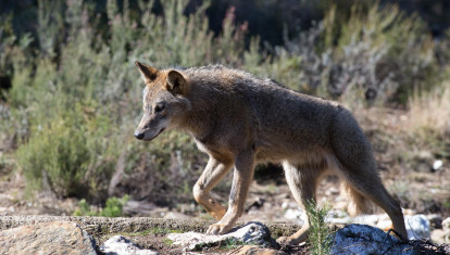 Un lobo ibérico