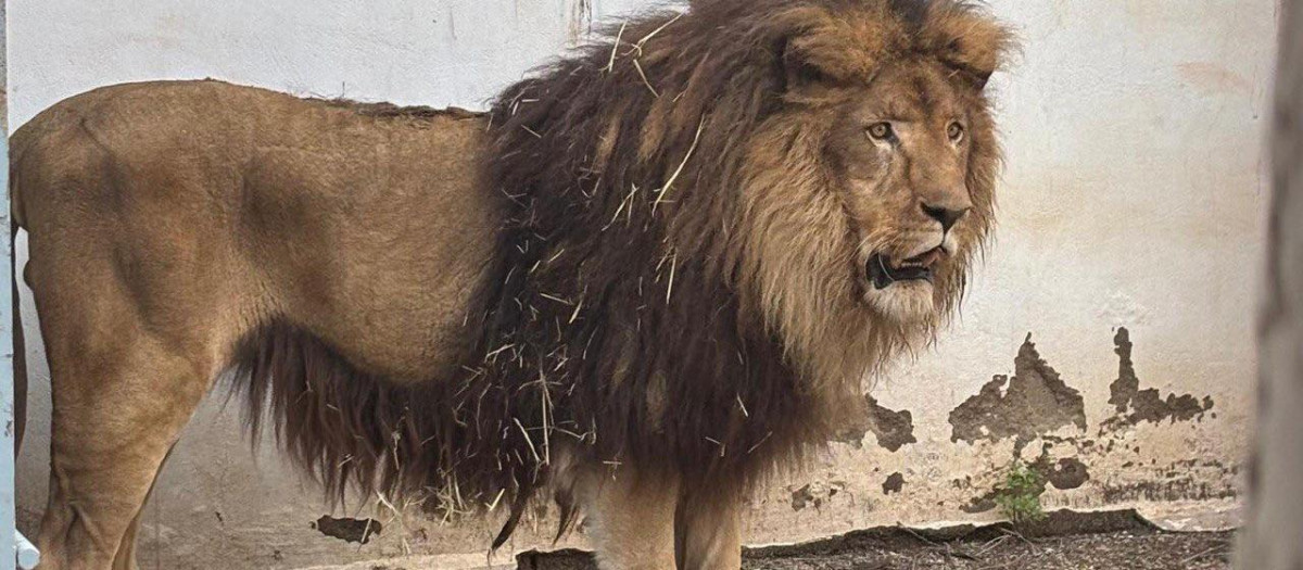 El león Simba, en el Zoo de Córdoba