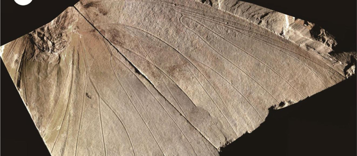Investigadores japoneses han descubierto una nueva especie de mariposa a partir del estudio del fósil más grande del mundo de este insecto, que se encontró hace 37 años en la prefectura de Hyogo, al oeste de Japón, y se conserva en un museo local de la región. EFE/Paleontological Research / SOLO USO EDITORIAL/SOLO DISPONIBLE PARA ILUSTRAR LA NOTICIA QUE ACOMPAÑA (CRÉDITO OBLIGATORIO)
