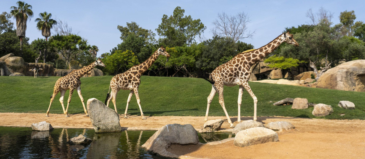 Imagen de tres jirafas recorriendo la sabana africana de Bioparc Valencia