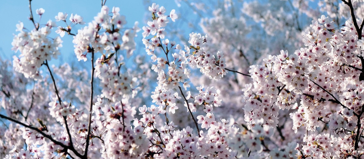 Cerezo en flor