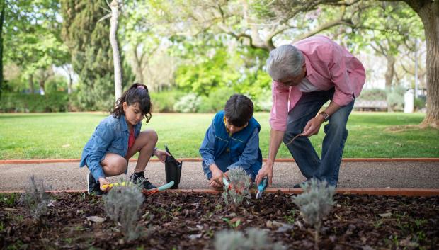 Los nietos pueden heredar de sus abuelos en dos casos concretos