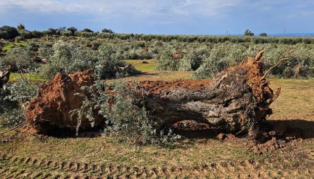 Expropiaciones forzosas y olivos arrancados