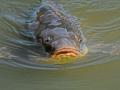 Carpa