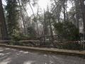 Caída de un árbol en Albacete debido al fuerte viento (foto de archivo)