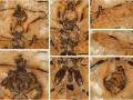 Fotografías que muestran detalles de Vulcanidris cratensis
