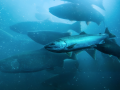 Migración submarina del salmón salvaje