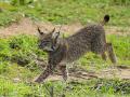 Lince ibérico puesto en libertad