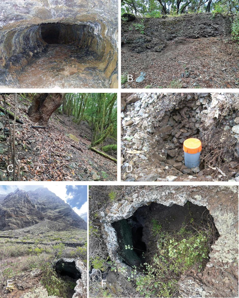 Cueva Honda de Miranda, escenario del hallazgo de una nueva especie de insecto